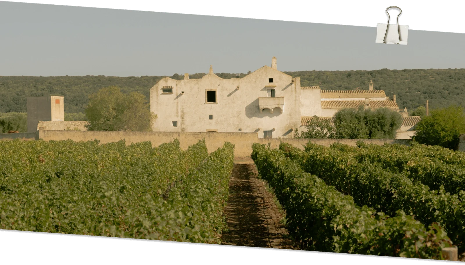Old stone masseria enclosed by walls, surrounded by rows of vineyard in the Valle d'Itria