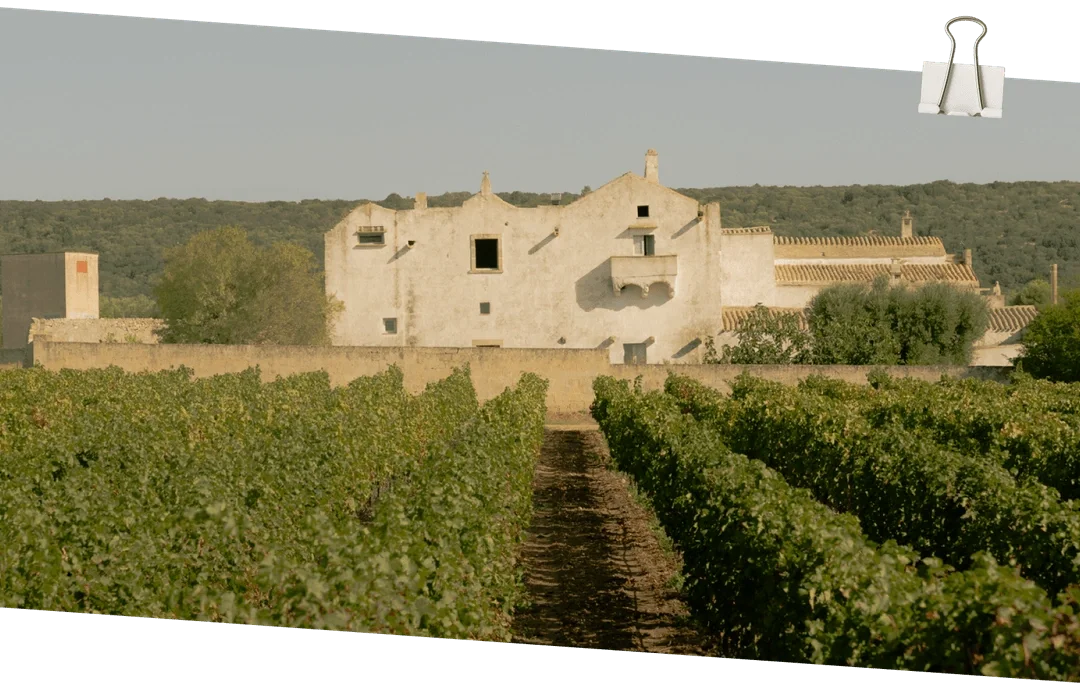 Historic pale-stone masseria surrounded by rows of vineyard in the Valle d'Itria at sunset