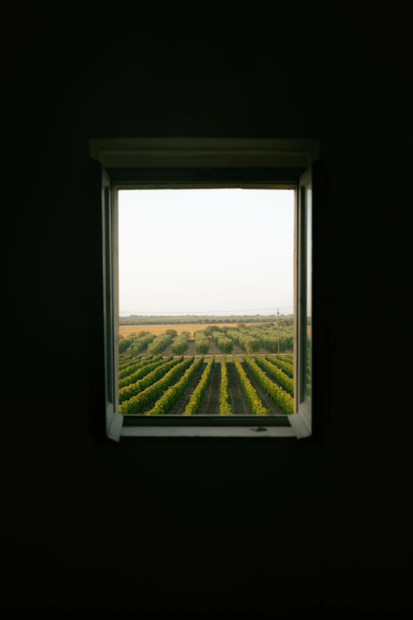View from a masseria window over vineyard rows and olive groves of the Frisino estate in Valle d'Itria